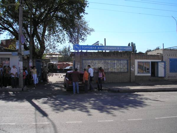 Птичий рынок на улице Мира справа от Автостанции