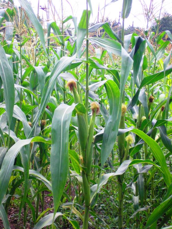 Кукуруза в  Армавире растёт свободно и продаётся по рублю