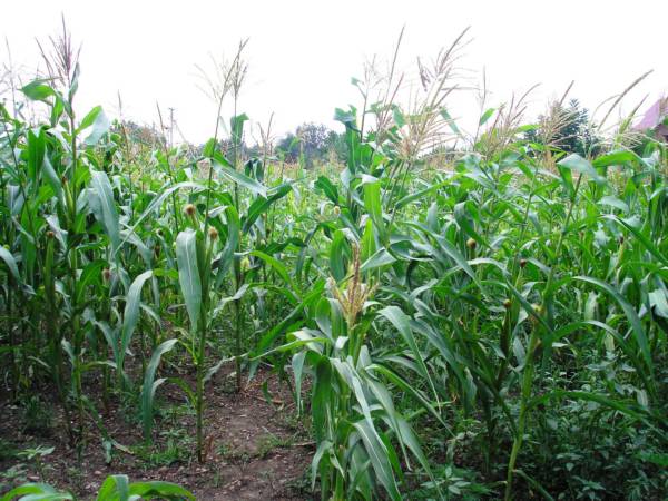 Кукурузный поля в совхозе